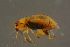  ( - GBOLBB189)  @11 [ ] CreativeCommons - Attribution Non-Commercial Share-Alike (2016) SNSB, Staatliche Naturwissenschaftliche Sammlungen Bayerns ZSM (SNSB, Zoologische Staatssammlung Muenchen)