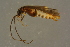  ( - GBOLBB200)  @11 [ ] CreativeCommons - Attribution Non-Commercial Share-Alike (2016) SNSB, Staatliche Naturwissenschaftliche Sammlungen Bayerns ZSM (SNSB, Zoologische Staatssammlung Muenchen)