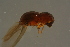  ( - GBOLBB237)  @11 [ ] CreativeCommons - Attribution Non-Commercial Share-Alike (2016) SNSB, Staatliche Naturwissenschaftliche Sammlungen Bayerns ZSM (SNSB, Zoologische Staatssammlung Muenchen)