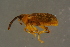  (Dorytomus schoenherri - GBOLBB238)  @13 [ ] CreativeCommons - Attribution Non-Commercial Share-Alike (2016) SNSB, Staatliche Naturwissenschaftliche Sammlungen Bayerns ZSM (SNSB, Zoologische Staatssammlung Muenchen)