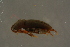  ( - GBOLBB246)  @11 [ ] CreativeCommons - Attribution Non-Commercial Share-Alike (2016) SNSB, Staatliche Naturwissenschaftliche Sammlungen Bayerns ZSM (SNSB, Zoologische Staatssammlung Muenchen)