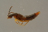  ( - GBOLBB272)  @12 [ ] CreativeCommons - Attribution Non-Commercial Share-Alike (2016) SNSB, Staatliche Naturwissenschaftliche Sammlungen Bayerns ZSM (SNSB, Zoologische Staatssammlung Muenchen)