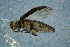  ( - GBOLBB289)  @11 [ ] CreativeCommons - Attribution Non-Commercial Share-Alike (2016) SNSB, Staatliche Naturwissenschaftliche Sammlungen Bayerns ZSM (SNSB, Zoologische Staatssammlung Muenchen)