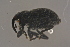  ( - GBOLBB348)  @11 [ ] CreativeCommons - Attribution Non-Commercial Share-Alike (2016) SNSB, Staatliche Naturwissenschaftliche Sammlungen Bayerns ZSM (SNSB, Zoologische Staatssammlung Muenchen)