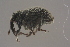  ( - GBOLBB350)  @11 [ ] CreativeCommons - Attribution Non-Commercial Share-Alike (2016) SNSB, Staatliche Naturwissenschaftliche Sammlungen Bayerns ZSM (SNSB, Zoologische Staatssammlung Muenchen)