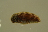  ( - GBOLBB406)  @11 [ ] CreativeCommons - Attribution Non-Commercial Share-Alike (2016) SNSB, Staatliche Naturwissenschaftliche Sammlungen Bayerns ZSM (SNSB, Zoologische Staatssammlung Muenchen)