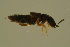  ( - GBOLBB422)  @11 [ ] CreativeCommons - Attribution Non-Commercial Share-Alike (2016) SNSB, Staatliche Naturwissenschaftliche Sammlungen Bayerns ZSM (SNSB, Zoologische Staatssammlung Muenchen)