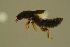  ( - GBOLBB424)  @11 [ ] CreativeCommons - Attribution Non-Commercial Share-Alike (2016) SNSB, Staatliche Naturwissenschaftliche Sammlungen Bayerns ZSM (SNSB, Zoologische Staatssammlung Muenchen)