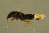  ( - GBOLBB426)  @12 [ ] CreativeCommons - Attribution Non-Commercial Share-Alike (2016) SNSB, Staatliche Naturwissenschaftliche Sammlungen Bayerns ZSM (SNSB, Zoologische Staatssammlung Muenchen)