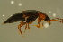  ( - GBOLBB428)  @11 [ ] CreativeCommons - Attribution Non-Commercial Share-Alike (2016) SNSB, Staatliche Naturwissenschaftliche Sammlungen Bayerns ZSM (SNSB, Zoologische Staatssammlung Muenchen)