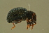  ( - GBOLBB432)  @11 [ ] CreativeCommons - Attribution Non-Commercial Share-Alike (2016) SNSB, Staatliche Naturwissenschaftliche Sammlungen Bayerns ZSM (SNSB, Zoologische Staatssammlung Muenchen)