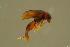 ( - GBOLBB442)  @11 [ ] CreativeCommons - Attribution Non-Commercial Share-Alike (2016) SNSB, Staatliche Naturwissenschaftliche Sammlungen Bayerns ZSM (SNSB, Zoologische Staatssammlung Muenchen)