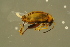  ( - GBOLBB443)  @11 [ ] CreativeCommons - Attribution Non-Commercial Share-Alike (2016) SNSB, Staatliche Naturwissenschaftliche Sammlungen Bayerns ZSM (SNSB, Zoologische Staatssammlung Muenchen)