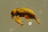  ( - GBOLBB444)  @11 [ ] CreativeCommons - Attribution Non-Commercial Share-Alike (2016) SNSB, Staatliche Naturwissenschaftliche Sammlungen Bayerns ZSM (SNSB, Zoologische Staatssammlung Muenchen)