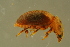  ( - GBOLBB468)  @11 [ ] CreativeCommons - Attribution Non-Commercial Share-Alike (2016) SNSB, Staatliche Naturwissenschaftliche Sammlungen Bayerns ZSM (SNSB, Zoologische Staatssammlung Muenchen)