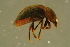  ( - GBOLBB474)  @11 [ ] CreativeCommons - Attribution Non-Commercial Share-Alike (2016) SNSB, Staatliche Naturwissenschaftliche Sammlungen Bayerns ZSM (SNSB, Zoologische Staatssammlung Muenchen)