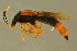  ( - GBOLBB498)  @11 [ ] CreativeCommons - Attribution Non-Commercial Share-Alike (2016) SNSB, Staatliche Naturwissenschaftliche Sammlungen Bayerns ZSM (SNSB, Zoologische Staatssammlung Muenchen)