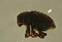  ( - GBOLBB499)  @11 [ ] CreativeCommons - Attribution Non-Commercial Share-Alike (2016) SNSB, Staatliche Naturwissenschaftliche Sammlungen Bayerns ZSM (SNSB, Zoologische Staatssammlung Muenchen)