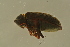  ( - GBOLBB506)  @11 [ ] CreativeCommons - Attribution Non-Commercial Share-Alike (2016) SNSB, Staatliche Naturwissenschaftliche Sammlungen Bayerns ZSM (SNSB, Zoologische Staatssammlung Muenchen)