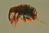  ( - GBOLBB520)  @11 [ ] CreativeCommons - Attribution Non-Commercial Share-Alike (2016) SNSB, Staatliche Naturwissenschaftliche Sammlungen Bayerns ZSM (SNSB, Zoologische Staatssammlung Muenchen)