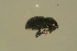  ( - GBOLBB540)  @11 [ ] CreativeCommons - Attribution Non-Commercial Share-Alike (2016) SNSB, Staatliche Naturwissenschaftliche Sammlungen Bayerns ZSM (SNSB, Zoologische Staatssammlung Muenchen)