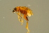  ( - GBOLBB542)  @11 [ ] CreativeCommons - Attribution Non-Commercial Share-Alike (2016) SNSB, Staatliche Naturwissenschaftliche Sammlungen Bayerns ZSM (SNSB, Zoologische Staatssammlung Muenchen)