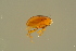  (Leiodes gallica - GBOLBB543)  @11 [ ] CreativeCommons - Attribution Non-Commercial Share-Alike (2016) SNSB, Staatliche Naturwissenschaftliche Sammlungen Bayerns ZSM (SNSB, Zoologische Staatssammlung Muenchen)