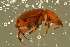  (Leiodes oblonga - GBOLBB571)  @11 [ ] CreativeCommons - Attribution Non-Commercial Share-Alike (2016) SNSB, Staatliche Naturwissenschaftliche Sammlungen Bayerns ZSM (SNSB, Zoologische Staatssammlung Muenchen)