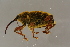  ( - GBOLBB88)  @11 [ ] CreativeCommons - Attribution Non-Commercial Share-Alike (2016) SNSB, Staatliche Naturwissenschaftliche Sammlungen Bayerns ZSM (SNSB, Zoologische Staatssammlung Muenchen)