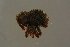 ( - GBOLBB97)  @11 [ ] CreativeCommons - Attribution Non-Commercial Share-Alike (2016) SNSB, Staatliche Naturwissenschaftliche Sammlungen Bayerns ZSM (SNSB, Zoologische Staatssammlung Muenchen)