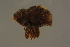  ( - GBOLBB98)  @11 [ ] CreativeCommons - Attribution Non-Commercial Share-Alike (2016) SNSB, Staatliche Naturwissenschaftliche Sammlungen Bayerns ZSM (SNSB, Zoologische Staatssammlung Muenchen)