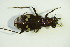  (Cicindela sylvicola - GBOL 05409)  @13 [ ] CreativeCommons - Attribution Non-Commercial Share-Alike (2015) Unspecified SNSB, Zoologische Staatssammlung Muenchen