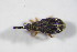  ( - GBOL_Col_FK_09269)  @13 [ ] CreativeCommons - Attribution Non-Commercial Share-Alike (2015) Unspecified SNSB, Zoologische Staatssammlung Muenchen