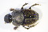  ( - GBOL_Col_FK_09410)  @13 [ ] CreativeCommons - Attribution Non-Commercial Share-Alike (2015) Unspecified SNSB, Zoologische Staatssammlung Muenchen