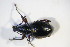  ( - GBOL_Col_FK_09415)  @13 [ ] CreativeCommons - Attribution Non-Commercial Share-Alike (2015) Unspecified SNSB, Zoologische Staatssammlung Muenchen