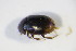  ( - GBOL_Col_FK_09420)  @11 [ ] CreativeCommons - Attribution Non-Commercial Share-Alike (2015) Unspecified SNSB, Zoologische Staatssammlung Muenchen