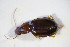 ( - GBOL_Col_FK_09427)  @13 [ ] CreativeCommons - Attribution Non-Commercial Share-Alike (2015) Unspecified SNSB, Zoologische Staatssammlung Muenchen