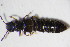  (Anotylus maritimus - GBOL_Col_FK_09462)  @13 [ ] CreativeCommons - Attribution Non-Commercial Share-Alike (2015) Unspecified SNSB, Zoologische Staatssammlung Muenchen