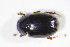  ( - GBOL_Col_FK_09469)  @11 [ ] CreativeCommons - Attribution Non-Commercial Share-Alike (2015) Unspecified SNSB, Zoologische Staatssammlung Muenchen