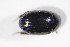  ( - GBOL_Col_FK_09485)  @12 [ ] CreativeCommons - Attribution Non-Commercial Share-Alike (2015) Unspecified SNSB, Zoologische Staatssammlung Muenchen