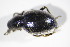  ( - GBOL_Col_FK_09492)  @11 [ ] CreativeCommons - Attribution Non-Commercial Share-Alike (2015) Unspecified SNSB, Zoologische Staatssammlung Muenchen