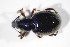  ( - GBOL_Col_FK_09493)  @13 [ ] CreativeCommons - Attribution Non-Commercial Share-Alike (2015) Unspecified SNSB, Zoologische Staatssammlung Muenchen