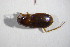  ( - GBOL_Col_FK_09501)  @13 [ ] CreativeCommons - Attribution Non-Commercial Share-Alike (2015) Unspecified SNSB, Zoologische Staatssammlung Muenchen