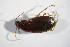  ( - GBOL_Col_FK_09502)  @13 [ ] CreativeCommons - Attribution Non-Commercial Share-Alike (2015) Unspecified SNSB, Zoologische Staatssammlung Muenchen