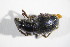  ( - GBOL_Col_FK_09511)  @12 [ ] CreativeCommons - Attribution Non-Commercial Share-Alike (2015) Unspecified SNSB, Zoologische Staatssammlung Muenchen