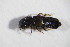  ( - GBOL_Col_FK_09514)  @13 [ ] CreativeCommons - Attribution Non-Commercial Share-Alike (2015) Unspecified SNSB, Zoologische Staatssammlung Muenchen