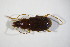  ( - GBOL_Col_FK_09524)  @11 [ ] CreativeCommons - Attribution Non-Commercial Share-Alike (2015) Unspecified SNSB, Zoologische Staatssammlung Muenchen
