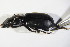  ( - GBOL_Col_FK_09531)  @12 [ ] CreativeCommons - Attribution Non-Commercial Share-Alike (2015) Unspecified SNSB, Zoologische Staatssammlung Muenchen