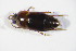  ( - GBOL_Col_FK_09543)  @13 [ ] CreativeCommons - Attribution Non-Commercial Share-Alike (2015) Unspecified SNSB, Zoologische Staatssammlung Muenchen