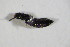  (Anotylus clypeonitens - GBOL_Col_FK_09586)  @13 [ ] CreativeCommons - Attribution Non-Commercial Share-Alike (2015) Unspecified SNSB, Zoologische Staatssammlung Muenchen